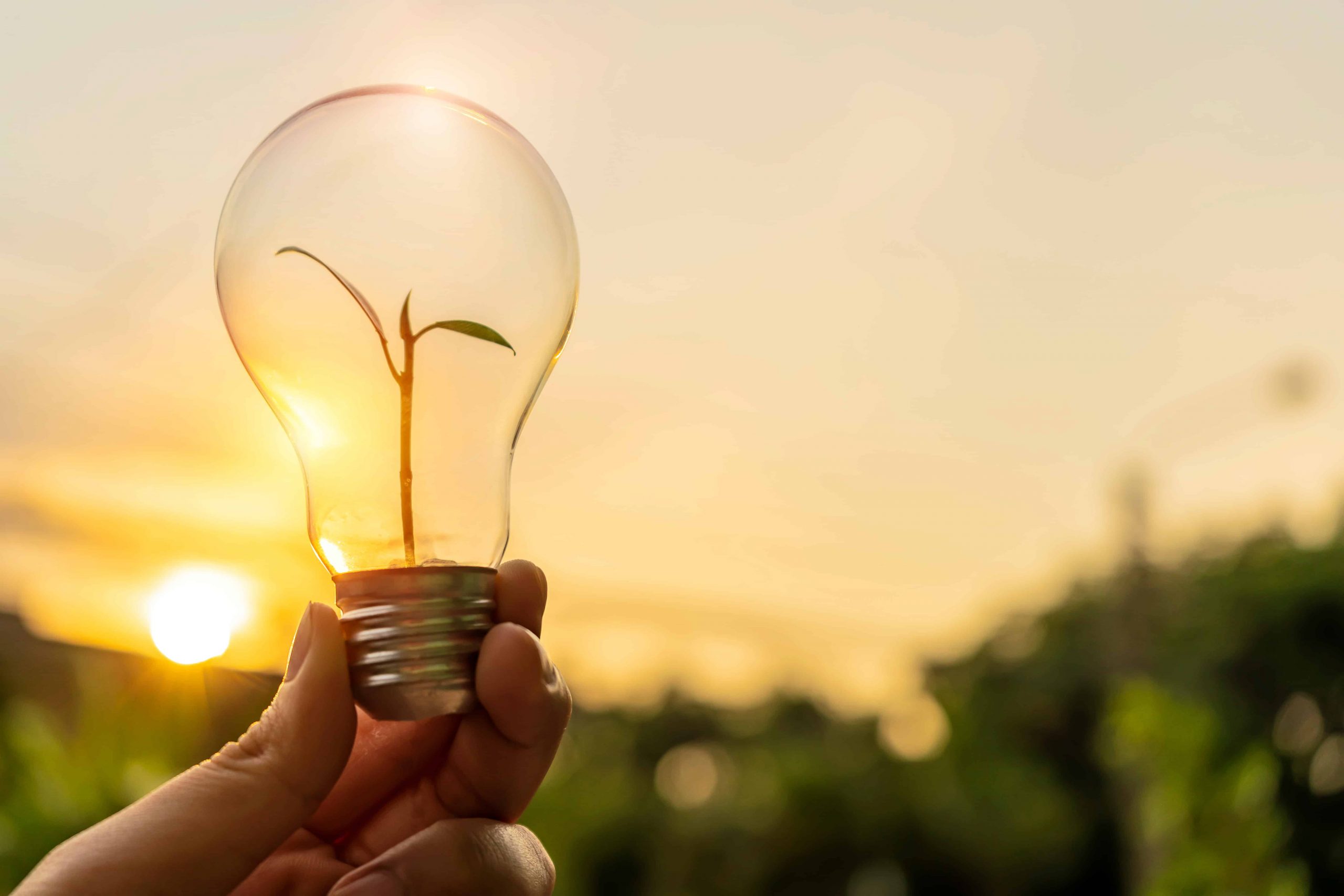 A person holding a light bulb with a plant growing inside of it as an example of energy-efficient home solutions promoted by LIHEAP programs.